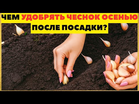 Видео: ЧЕМ УДОБРЯТЬ ЧЕСНОК ОСЕНЬЮ ПОСЛЕ ПОСАДКИ