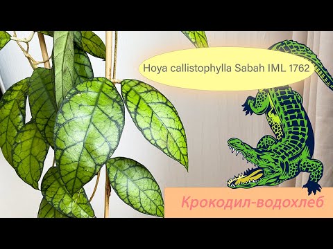 Видео: Крокодил-водохлеб Hoya callistophylla Sabah IML 1762