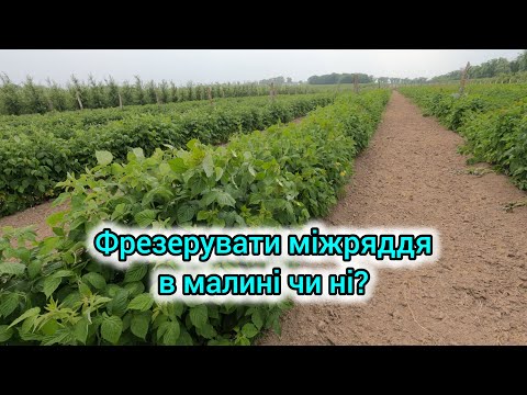 Видео: Чи потрібно фрезерувати міжряддя малини. Розказую як правильно зробити щоб мати добрий врожай.