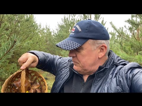 Видео: В лесу свет не нужен,там 🍄‍🟫! Думал ВСЁ,но есть аргументы против! Грибной сезон не заканчивается!