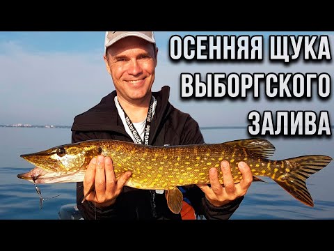 Видео: Осенняя щука Выборгского залива.