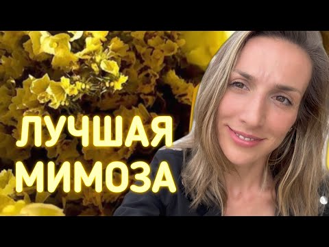 Видео: ЦВЕТОЧНЫЕ АРОМАТЫ НА ВЕСНУ | ТОП-10 АРОМАТОВ С МИМОЗОЙ
