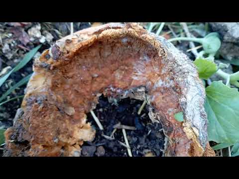 Видео: Биогумус решаро намесӯзонад