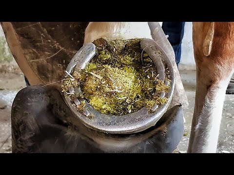 Видео: Эти подковы были слишком длинными!!! Обрезка передних и задних копыт — неожиданно удачная реставр...