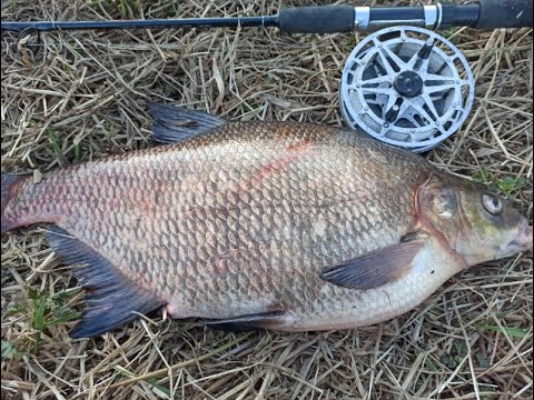 Видео: Крупный ЛЕЩ на дедовскую снасть. Западная Двина(Daugava)