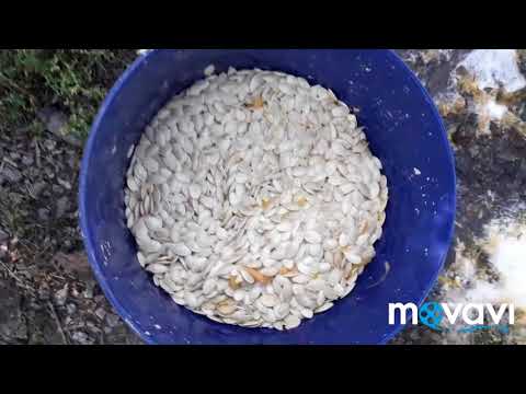 Видео: Как промыть или очистить семена тыквы, самодельная промывка для семичок