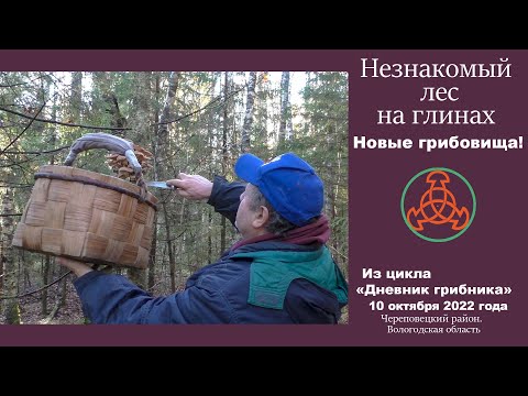 Видео: Незнакомый лес на глинах. Новые грибовища!!!  Дневник грибника 10 октября 2022 года.