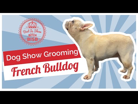 Видео: Уход за собаками на выставке: как ухаживать за французским бульдогом