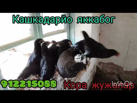 Видео: 10 октября 2025 г.