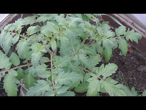 Видео: Домати отгледани необичайно 5-та част