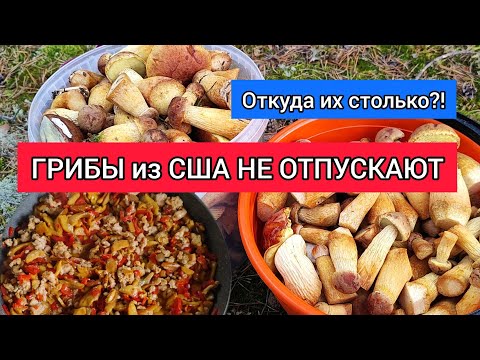 Видео: КАНАДСКИЙ БОРОВИК | СОБИРАЕМ И ГОТОВИМ