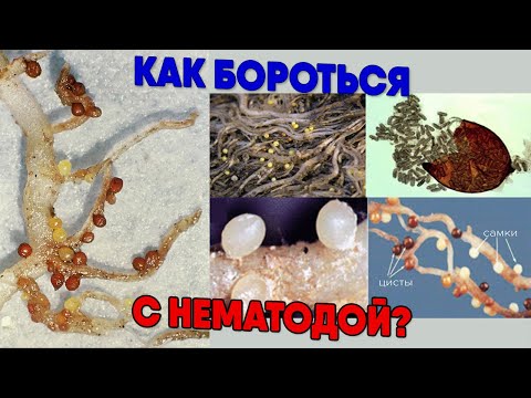Видео: Как бороться с нематодой