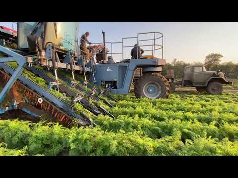 Видео: "1 тонна моркови за 90 секунд" - Уборка комбайном Асалифт