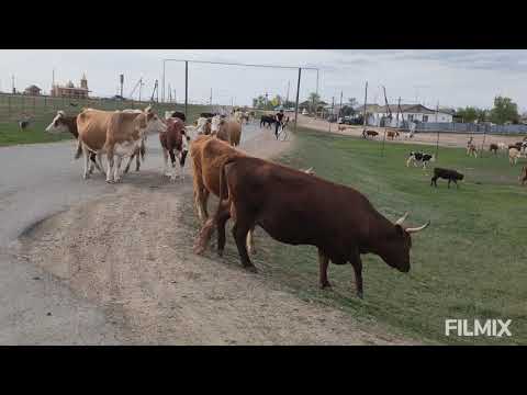 Видео: Далеко...на лугу пасутся серебряковские ко...09.05.2021(видеоРитыМаксиной)