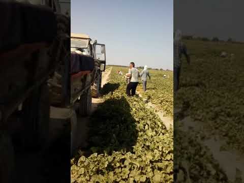 Видео: Игілік ауылының жігіттері