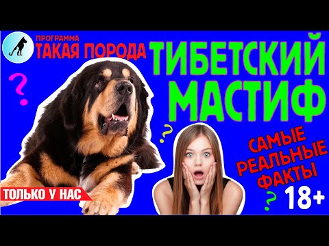 Видео: Такая порода. Тибетский мастиф