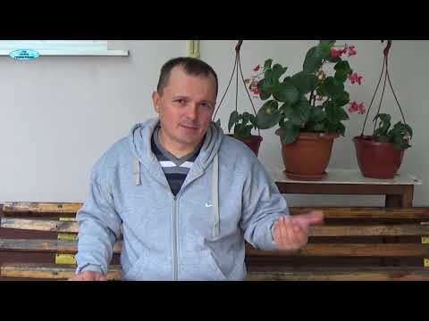 Видео: ОЗИМЫЙ ПОСЕВ-ЧТО ПОСЕЯТЬ В ЗИМУ?