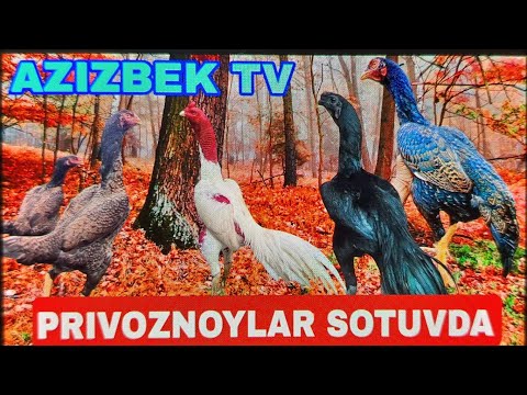 Видео: Парвозлар учун махсус