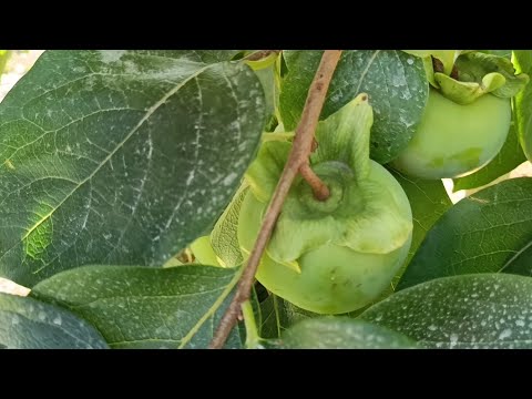 Видео: Хурма Хиакуме и Дар Софиевки 4 сентября 2025