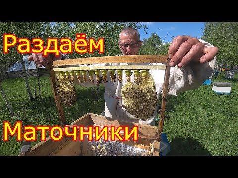 Видео: Хвосты после продажи пакетов  Раздаём маточники