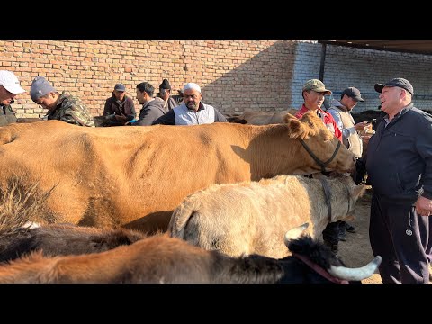 Видео: Караван мал базары СААН МАЛДАР 4-Октябрь