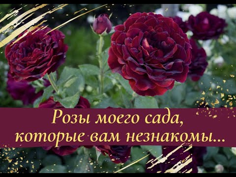 Видео: Розы моего сада, которые вам не знакомы...