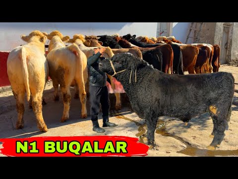 Видео: ANGUS AVLIKOL SEMENTAL BUQALARNI N1 LARI KELDI👍👍👍5 ноября 2025 г.