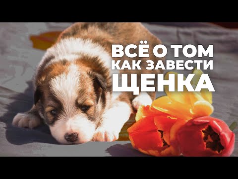 Видео: Что нужно знать перед тем как завести щенка 🐕 Пошаговая инструкция
