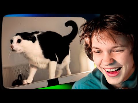 Видео: ДИПИНС СМОТРИТ: САМЫЕ СМЕШНЫЕ ПРИКОЛЫ С КОТАМИ