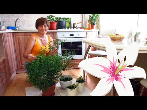 Видео: Занимаюсь комнатными растениями.Чем опрыскиваю растения для их здоровья.