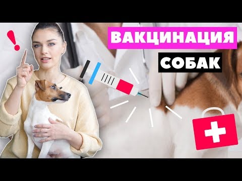 Видео: ВАКЦИНАЦИЯ СОБАК | ДЕЛАЕМ ПРИВИВКИ: график прививок, выбор вакцины, подготовка и карантин