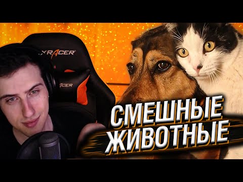 Видео: HELLYEAHPLAY СМОТРИТ НА СМЕШНЫХ ЖИВОТНЫХ