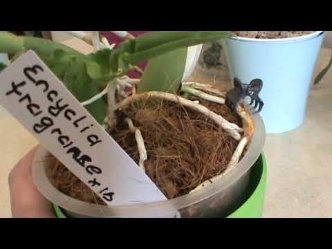 Видео: Орхидеи Энциклии в моей коллекции!