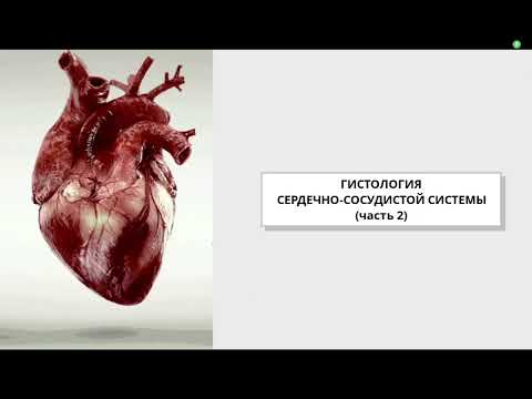 Видео: Сердечно-сосудистая система (часть2).