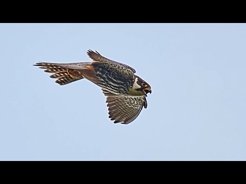 Видео: Вещание Гамаюна. Чеглок (фильм десятый)