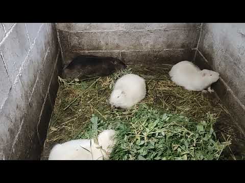 Видео: Самые лучшие растения для нутрий!