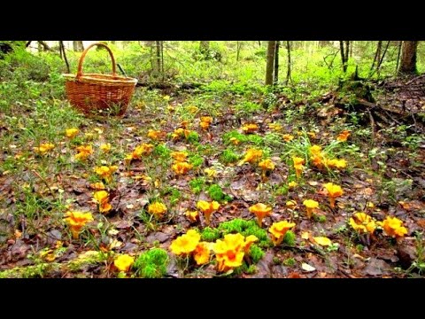 Видео: Грибы Полянами! Нетронутый Лес Усеян Грибами! Грибник Нашел Грибной Рай! Сказочная Карелия 2025
