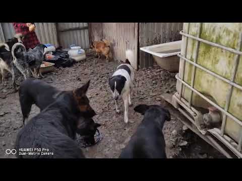 Видео: Приют Хару. Дом забытых собак #спасение 
