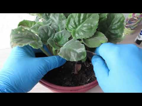 Видео: Омолаживание старой фиалки самым простым способом  #комнатныецветы#фиалка#ютуб#видеоютуб