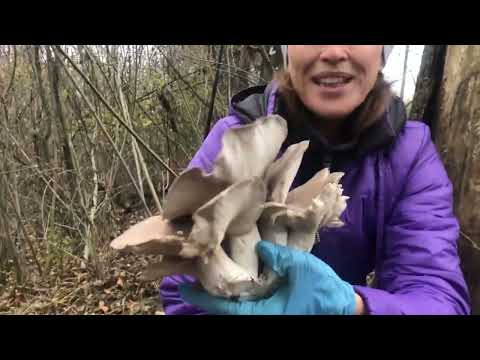 Видео: Стільки грибів ще не бачили як в цьому місці