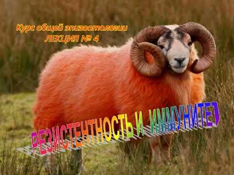 Видео: Видеолекция 4. Резистентность и иммунитет