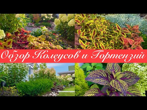 Видео: Колеусы на 28 августа / Ленинградская область/ Гортензии начали розоветь/ 👒🦋👍