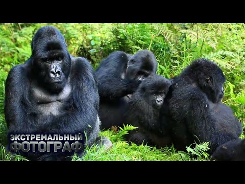 Видео: Горные гориллы. Путешествие к горам Вирунга в Руанде