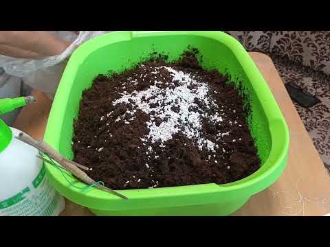 Видео: Влог. 122#наша повседневная жизнь. Готовила. Наконец-то рассадили колеусы.