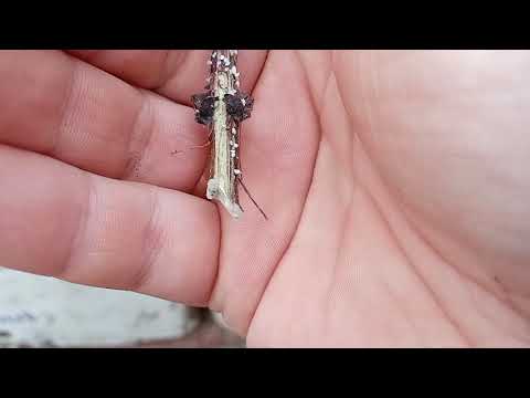 Видео: зимнее черенкование жимолости одревесневшими черенками