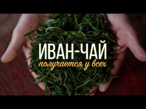 Видео: Иван чай | Заготовка, ферментация, сушка, хранение, заваривание.