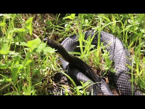 Видео: Амурский полоз / Russian rat snake (2023)