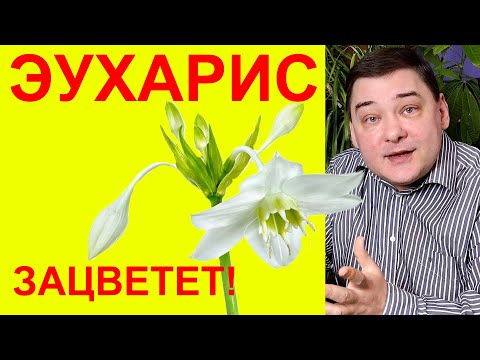 Видео: Почему не цветет эухарис?! 5 основных причин