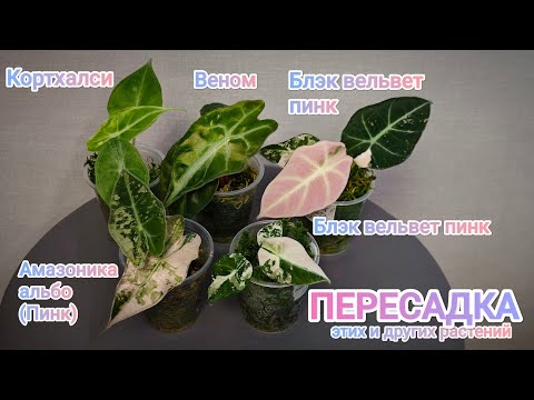 Видео: ПЕРЕСАДКА АЛОКАЗИЙ из мха в грунт🤗 Блэк вельвет Пинк, Веном, Кортхалси, Амазоника Альбо и Диоскорея😅
