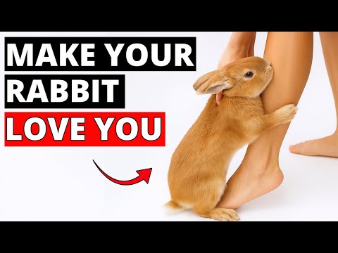 Видео: 10 научных способов понравиться кролику